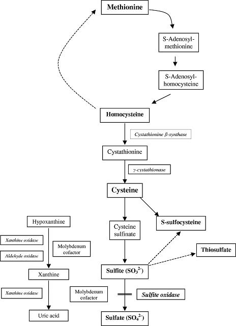 methylation.jpg