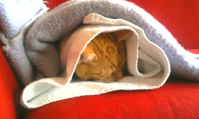 Mijn lieve Moos is helaas maar een jaar oud geworden maar zo sliep hij altijd, in een handdoek en deken gerold :)