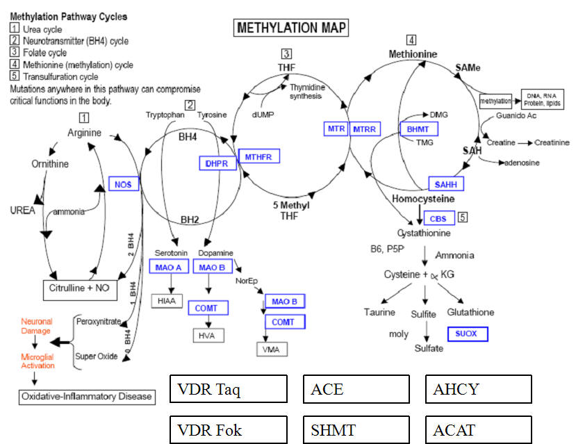 methylation.jpg