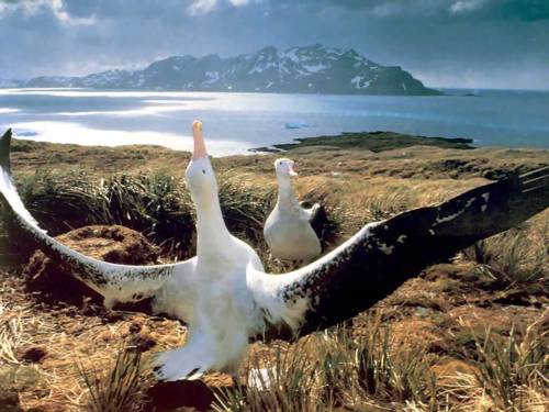 wandering albatros