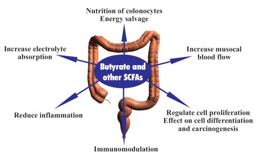 butyrate mechanism of action.jpg