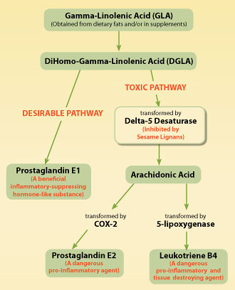 ss2007_report_epa_dha_03.jpg