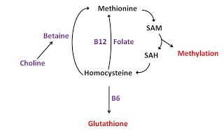 MethylationPathway.jpg