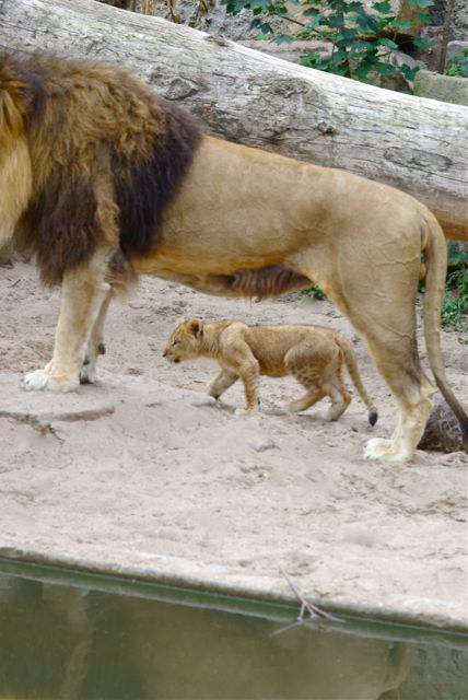 Grote en kleine leeuw in Artis