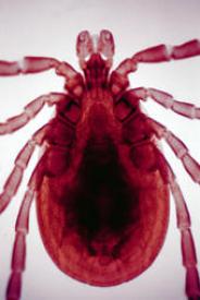tick_pic_from_willets_581278925.jpg
