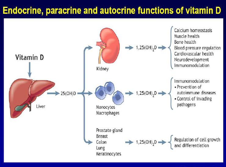 vit d.JPG