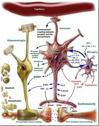 inflammation in brain.jpg