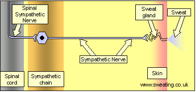 sweat_diagram_000.gif